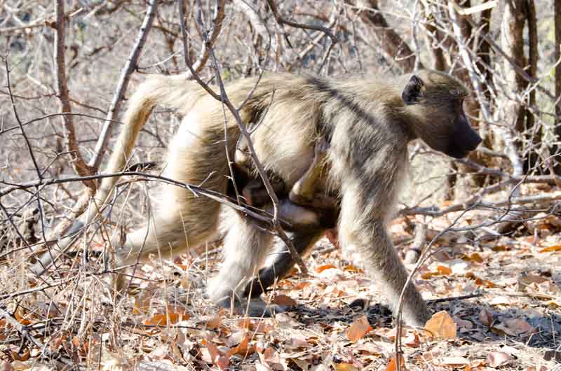 Mono Babuino - parque nacional Mosi-oa-tunya - Zambia 4.jpg